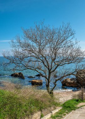 Karadeniz kıyısında Odessa, Ukrayna 'daki Wild Beach' te güneşli bir bahar gününde