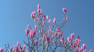 Odessa, Ukrayna 14.04.2023. Ukrayna 'nın Odessa kentindeki Arcadia caddesinde güneşli bir bahar sabahı çiçek açan manolya.