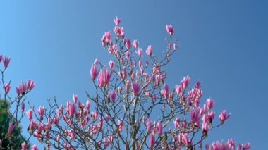 Odessa, Ukrayna 14.04.2023. Ukrayna 'nın Odessa kentindeki Arcadia caddesinde güneşli bir bahar sabahı 4K' da çiçek açan manolya.