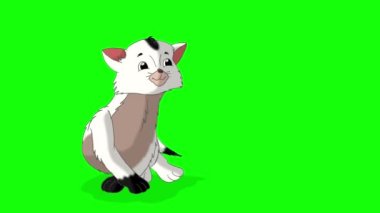 Küçük beyaz kedi yavrusu sarılıyor. Yeşil ekranda izole edilmiş el yapımı 4K görüntüler