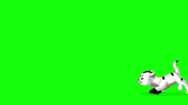 Beyaz kedi yavrusu bir kelebekle oynuyor. Yeşil ekranda izole edilmiş el yapımı 4K görüntüler