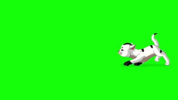 Bílé Koťátko Plíží Ručně Vyrobený Animovaný Smyčkový Záznam Izolovaný Zelené — Stock video
