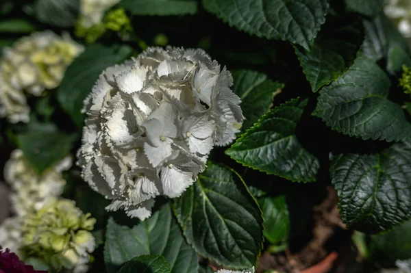 White flower Hydrangea macrophylla against the background of green leaves on a sunny spring day