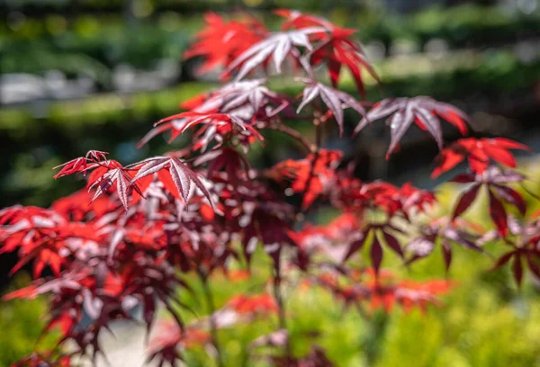 Red Japanese Maple tree on a sunny spring day