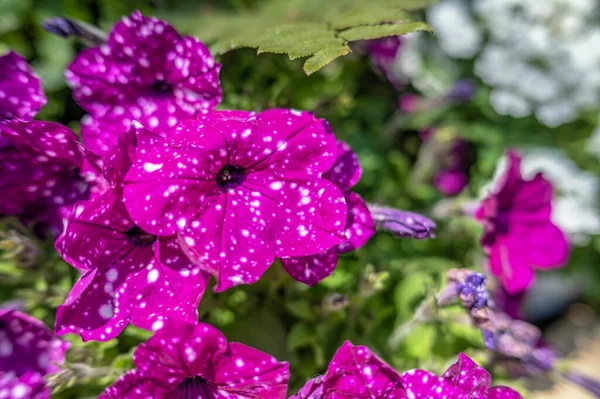Flor Petunia Manchada Púrpura Sobre Fondo Hojas Verdes Día Soleado —  Fotos de Stock