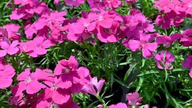 Güneşli bir bahar gününde arka planda yeşil yapraklı pembe rhododendron çiçeği.