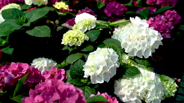 Flor Branca Hydrangea Macrophylla Contra Fundo Folhas Verdes Dia Ensolarado — Vídeo de Stock