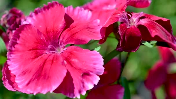 Czerwony Turecki Kwiat Goździka Zielonymi Liśćmi Tle Słoneczny Wiosenny Dzień — Wideo stockowe