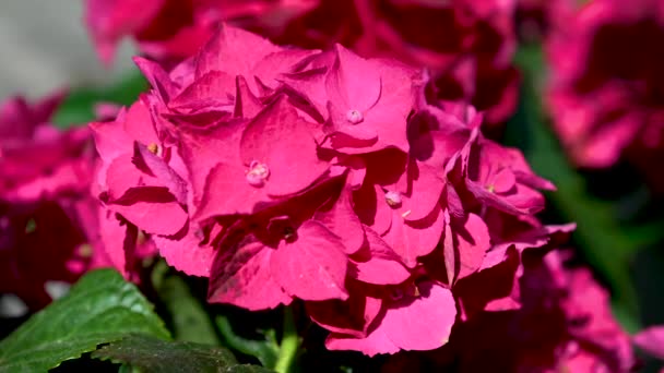 Bunga Merah Pelargonium Dengan Daun Hijau Latar Belakang Pada Hari — Stok Video