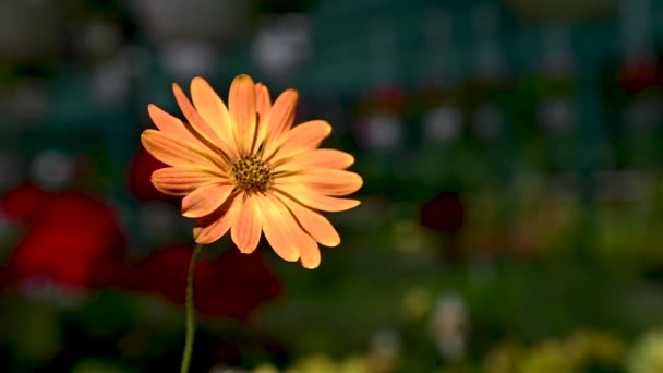 有绿叶的橙红色菊花 背景是阳光明媚的春日 — 图库视频影像