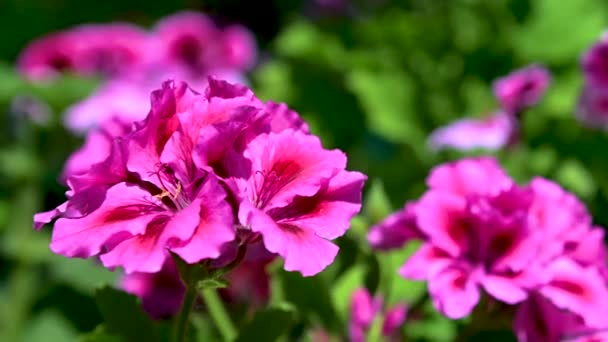 Ροζ Λουλούδι Πελαργόνιου Πράσινα Φύλλα Στο Φόντο Μια Ηλιόλουστη Ανοιξιάτικη — Αρχείο Βίντεο