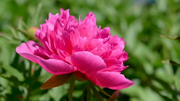 Pink Peony Flower Green Leaves Background Sunny Spring Day — Stock Video