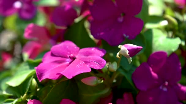 Rózsaszín Muskátli Virág Zöld Levelek Hátterében Egy Napos Tavaszi Napon — Stock videók