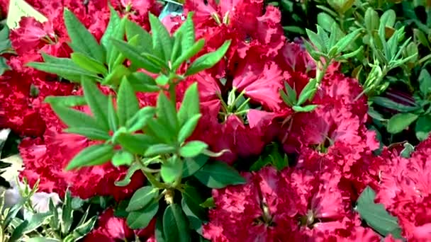Flor Vermelha Azalea Contra Fundo Folhas Verdes Dia Primavera Ensolarado — Vídeo de Stock