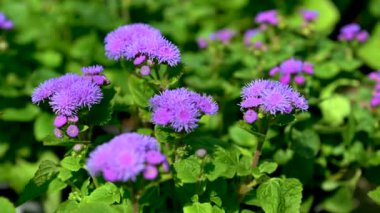 Güneşli bir bahar gününde yeşil yapraklı mavi Ageratum çiçeği.