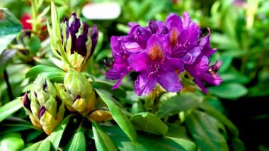 Pembe rhododendron çiçeği, güneşli bir bahar gününde arka planda yeşil yapraklar.