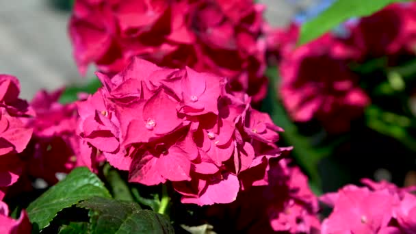 Красный Пеларгоний Цветок Зелеными Листьями Заднем Плане Солнечный Весенний День — стоковое видео