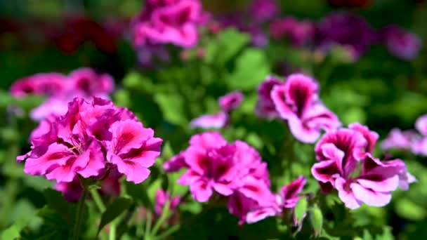 春の晴れた日に緑の葉を背景にピンクのペラルゴニウムの花 — ストック動画