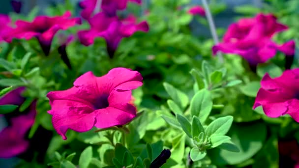Surfinia Purpurea Flor Con Hojas Verdes Sobre Fondo Soleado Día — Vídeos de Stock
