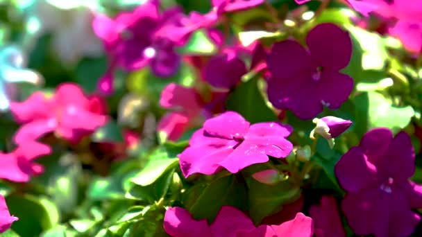 Rózsaszín Muskátli Virág Háttér Zöld Levelek Egy Napos Tavaszi Napon — Stock videók