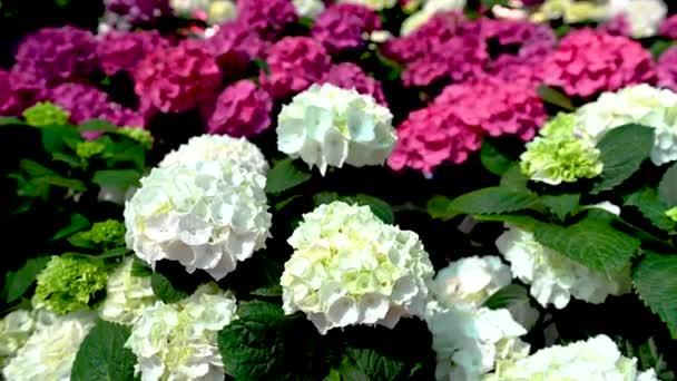Flor Branca Hydrangea Macrophylla Contra Fundo Folhas Verdes Dia Primavera — Vídeo de Stock