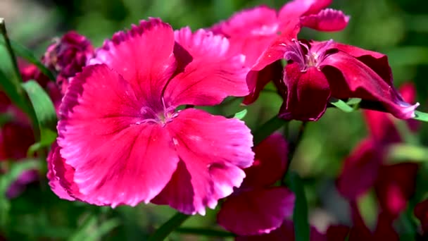 Red Turkish Carnation Flower Green Leaves Background Sunny Spring Day — Stock Video