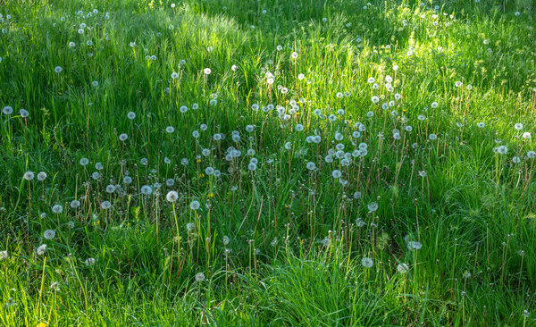 White dandelion flowers on a green grass meadow on a sunny spring day