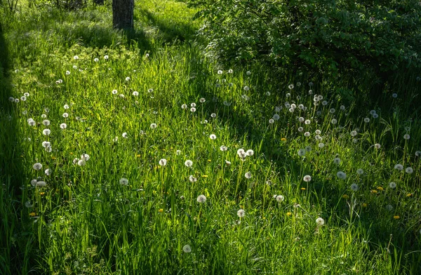 Weißer Löwenzahn Blüht Einem Sonnigen Frühlingstag Auf Einer Grünen Wiese — Stockfoto