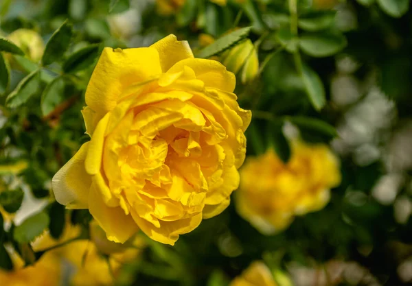 Goldene Feier Gelber Rosenstrauch Auf Grünem Blätterhintergrund Einem Sonnigen Frühlingstag — Stockfoto