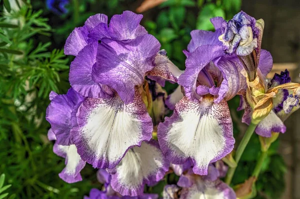 Iris Púrpura Conde Essex Sobre Fondo Hojas Verdes Soleado Día — Foto de Stock