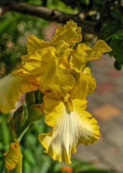 Amarillo Iris Sunny Bubbles Sobre Fondo Las Hojas Verdes Día — Foto de Stock