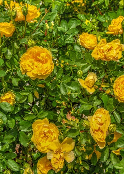 Celebrazione Oro Cespuglio Rose Gialle Sfondo Foglie Verdi Una Giornata — Foto Stock