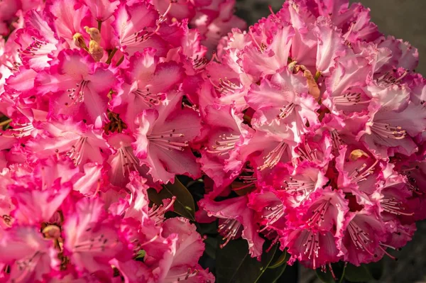 Flor Roja Rododendro Soleado Día Primavera — Foto de Stock