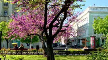 Odessa, Ukrayna 11.05.2023. Odessa, Ukrayna 'nın tarihi merkezinde güneşli bir bahar gününde şehir parkında çiçek açan Yehuda ağacı.