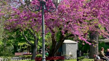 Odessa, Ukrayna 11.05.2023. Odessa, Ukrayna 'nın tarihi merkezinde güneşli bir bahar gününde şehir parkında çiçek açan Yehuda ağacı.