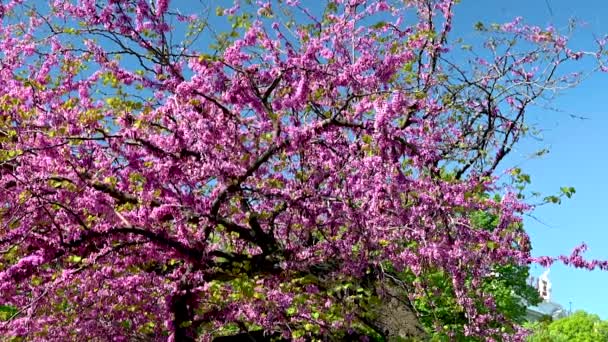Odessa Ukraine 2023 Flowering Judas Tree City Park Historical Center — Stock Video