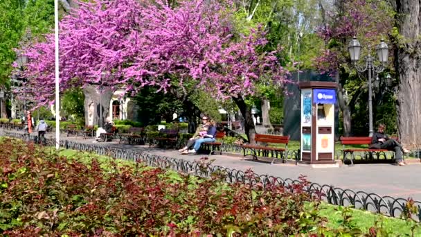 ウクライナ オデッサ 2023年5月5日 ウクライナのオデッサの歴史的中心部にある市公園の開花ユダの木 晴れた春の日 — ストック動画