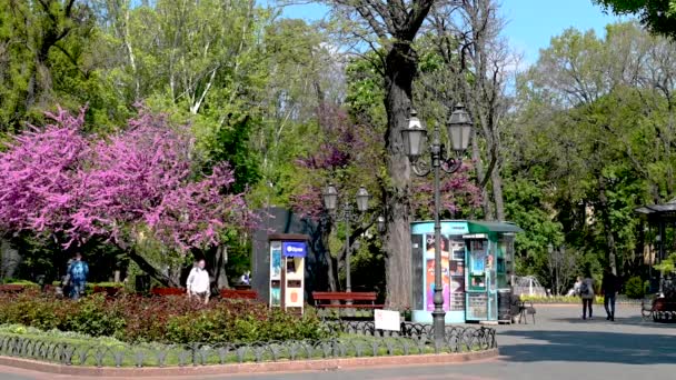 Odessa Ucrânia 2023 Floração Judas Árvore Parque Cidade Centro Histórico — Vídeo de Stock