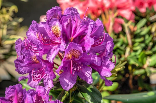 Rosa Rhododendron Catawbiense Flor Soleado Día Primavera — Foto de Stock