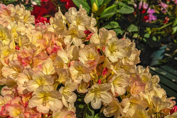 Flor Rododendro Amarillo Sobre Fondo Hojas Verdes Día Soleado Primavera — Foto de Stock