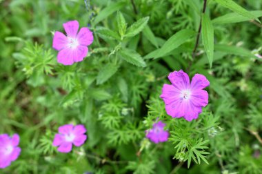 Yeşil yapraklı pembe sardunya çiçeği güneşli bir bahar gününde arka planda