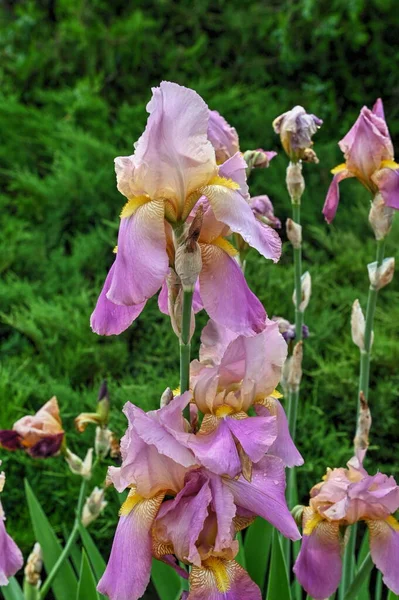 Iris Púrpura Conde Essex Sobre Fondo Hojas Verdes Soleado Día — Foto de Stock