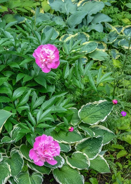 Rosa Princesa Margaret Peonía Flor Sobre Hojas Verdes Fondo Soleado — Foto de Stock