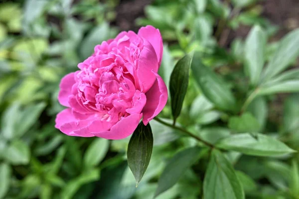 Rosa Princesa Margaret Peonía Flor Sobre Hojas Verdes Fondo Soleado — Foto de Stock