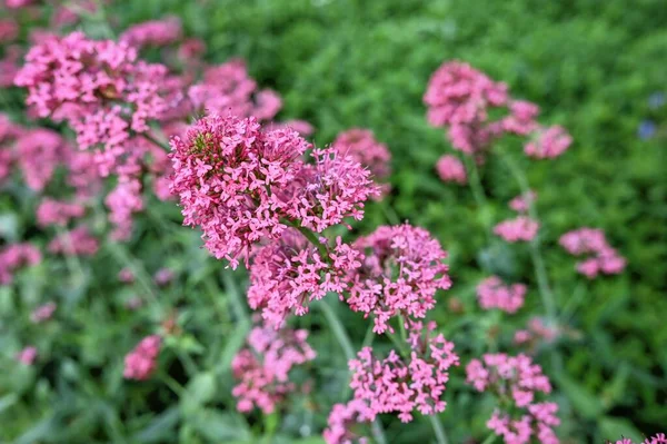 Pink Centranthus Ruber Flower Green Leaves Background Sunny Spring Day Royalty Free Stock Images