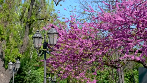 Odessa Ukraine 2023 Flowering Judas Tree City Park Historical Center — Stock Video