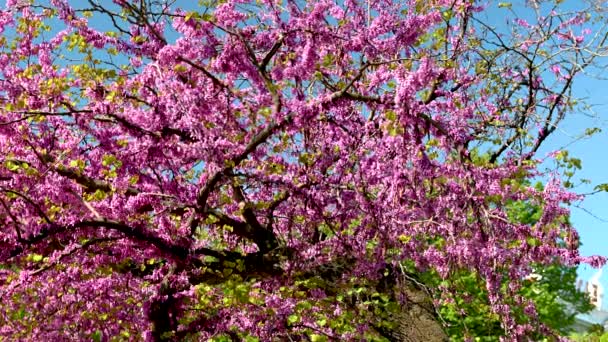 ウクライナ オデッサ 2023年5月5日 ウクライナのオデッサの歴史的中心部にある市公園の開花ユダの木 晴れた春の日に — ストック動画