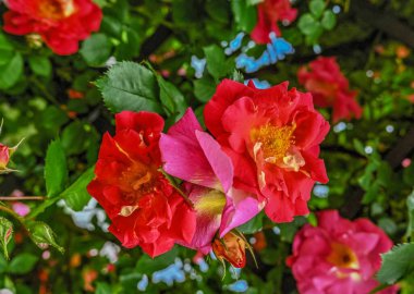 Yeşil yapraklı kırmızı Bajazzo Gül çiçeği güneşli bir bahar gününde arka planda