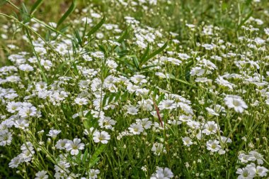 Güneşli bir bahar gününde, çimlerin üzerinde zarif çiçekler.