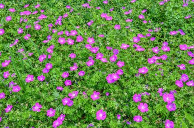 Yeşil yapraklı pembe sardunya çiçeği güneşli bir bahar gününde arka planda